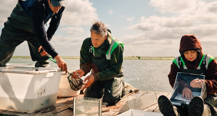 Work at Wageningen Marine Research - WUR